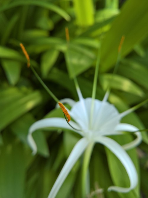 Review Smartphone Microsoft Lumia 950 7 WP_20160216_12_51_56_Pro_LI