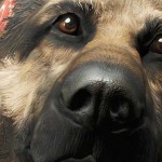 Bermain Sebagai Anjing di Mod Fallout 4 Terbaru 1 dogmeat mod