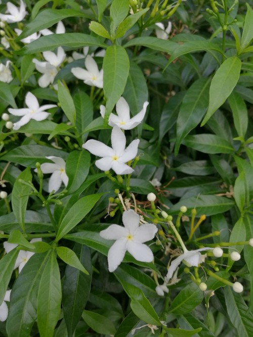 Review Smartphone Huawei Mate 8 5 IMG 20160330 165338