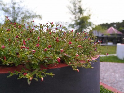 Review Smartphone ASUS Zenfone Max 4 P 20160330 053743 DF