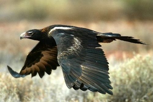 Elang Jadi Musuh Drone di Australia 1 drone-predator