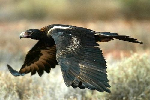 Elang Jadi Musuh Drone di Australia 10 Drone Predator