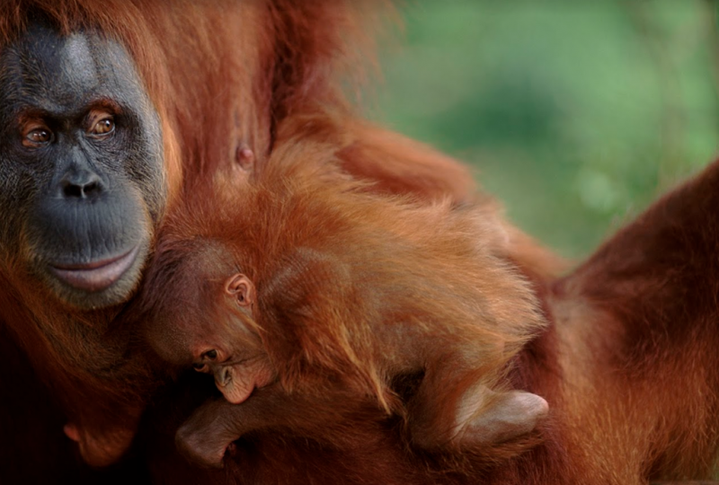 WWF Indonesia Manfaatkan Teknologi AWS untuk Mencegah Hewan Dilindungi dari Kepunahan 11 Foto 3 image005 e1591329414561