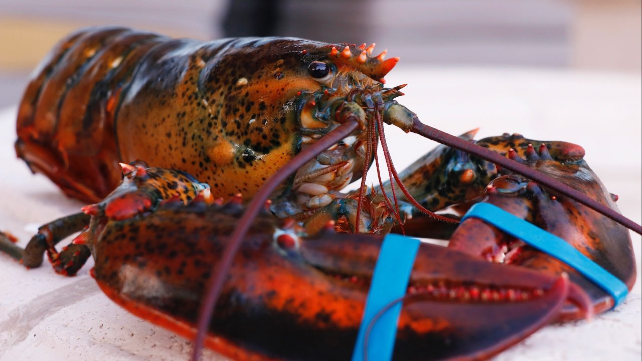 GPU-nya Diselundupkan ke China Lewat Ibu Hamil hingga Lobster, NVIDIA Sebut Mengada-ada 1 GPU NVIDIA Diselundupkan lewat Lobster