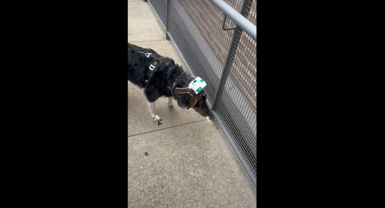 Rompi Pintar Ini Bisa Bantu Anjing Tunanetra  1 Rompi Pintar untuk Anjing Tunanetra