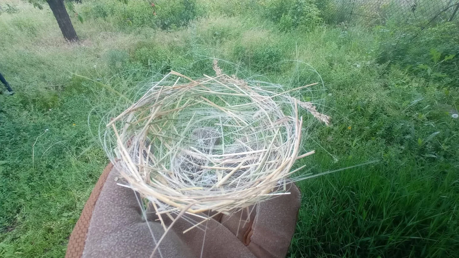 Burung Ini Bangun Sarang Pakai Fiber Optik Sisa Drone Perang 4 sarang burung fiber optik