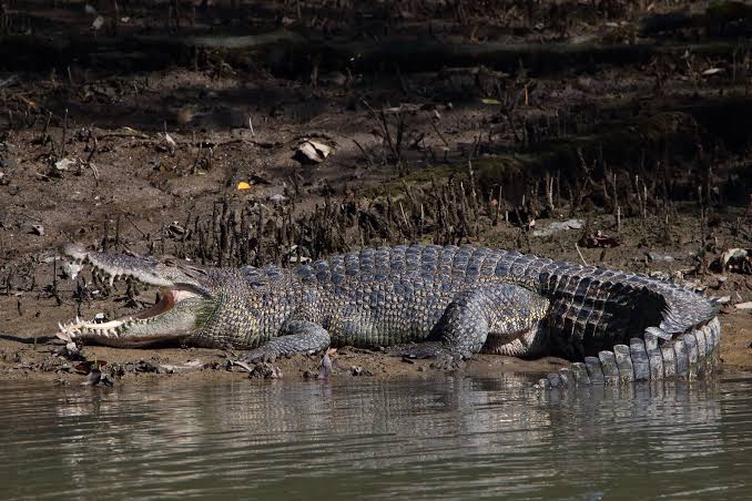 Buaya Gambar AI